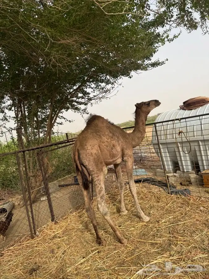 قعود للبيع 2