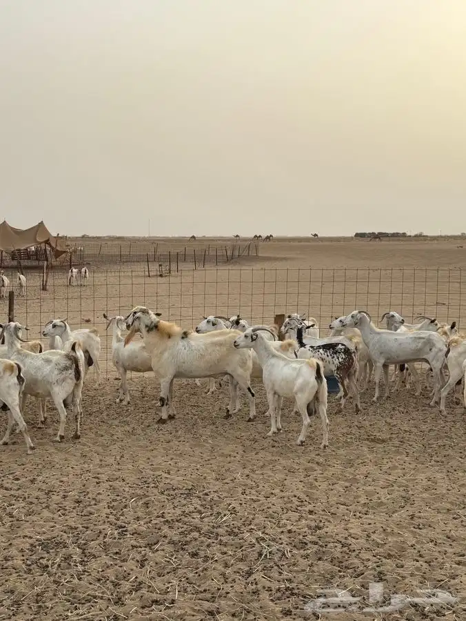 معزا مقاني 0