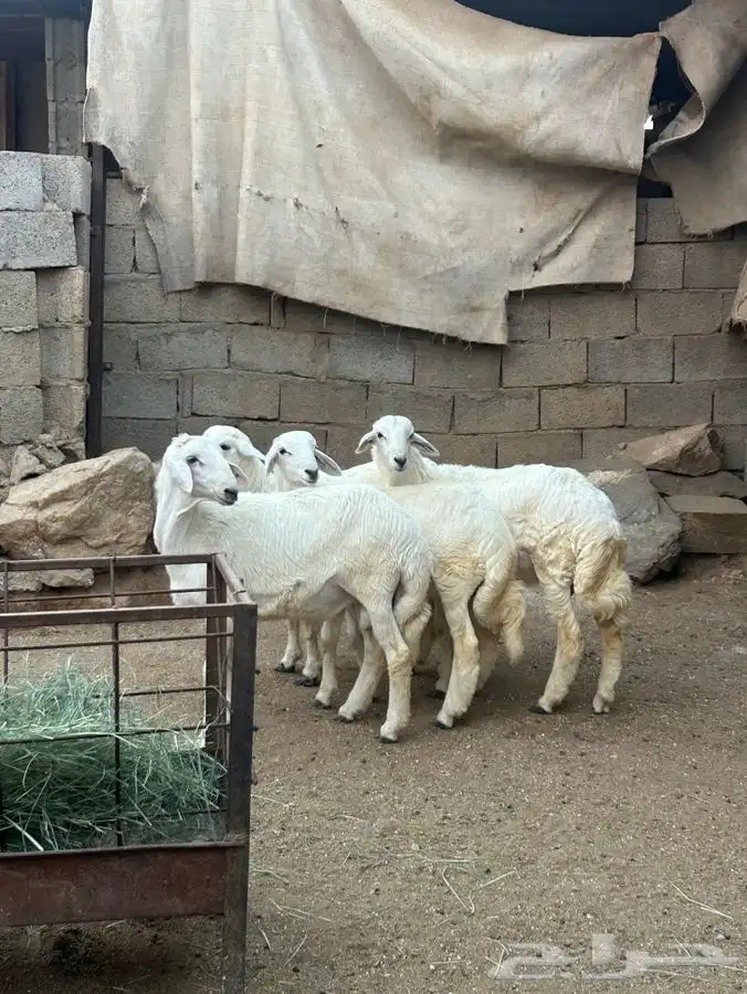 طليان للبيع العدد 4 0