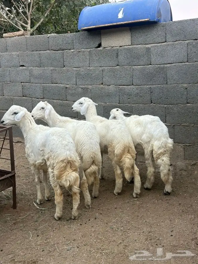 طليان للبيع العدد 4 2