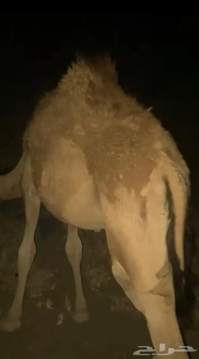 قعود سمين 0