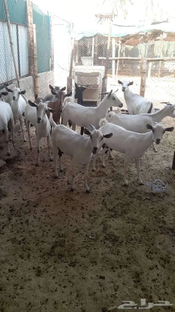ماعز جنوبي للبيع 1