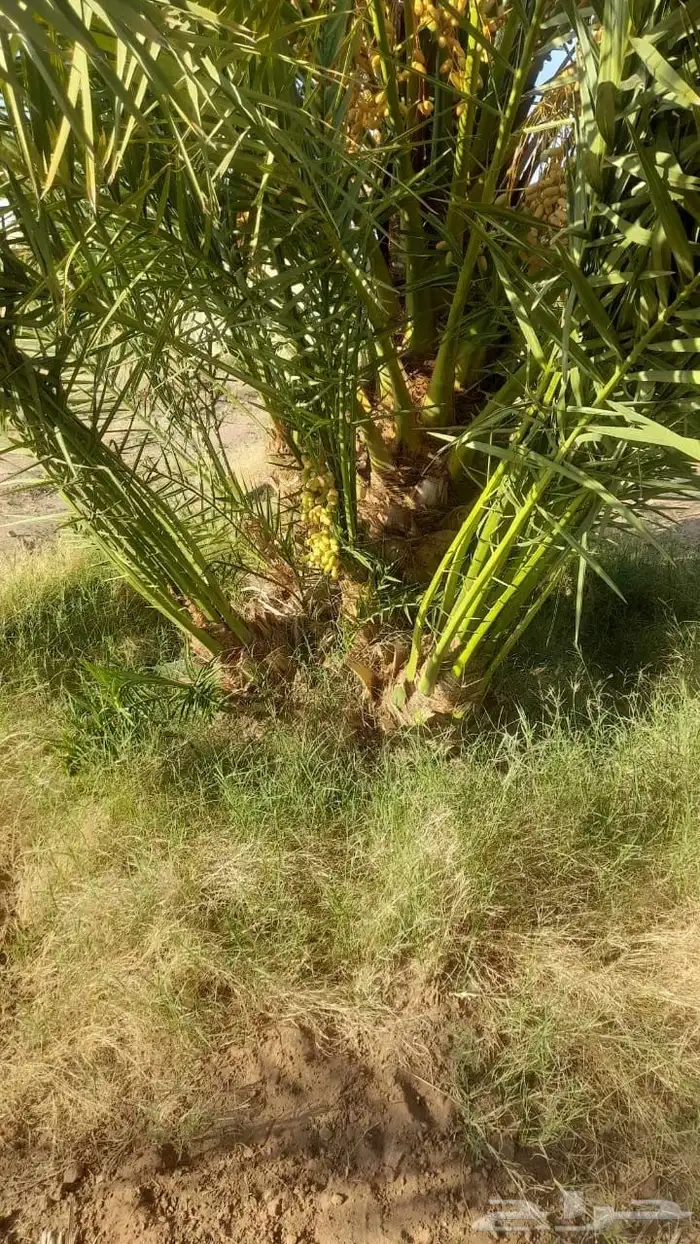 نخل برني للبيع 2