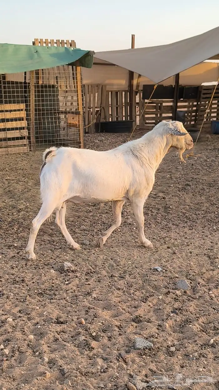 فحل جنوبي ابرص شرط القريع 3