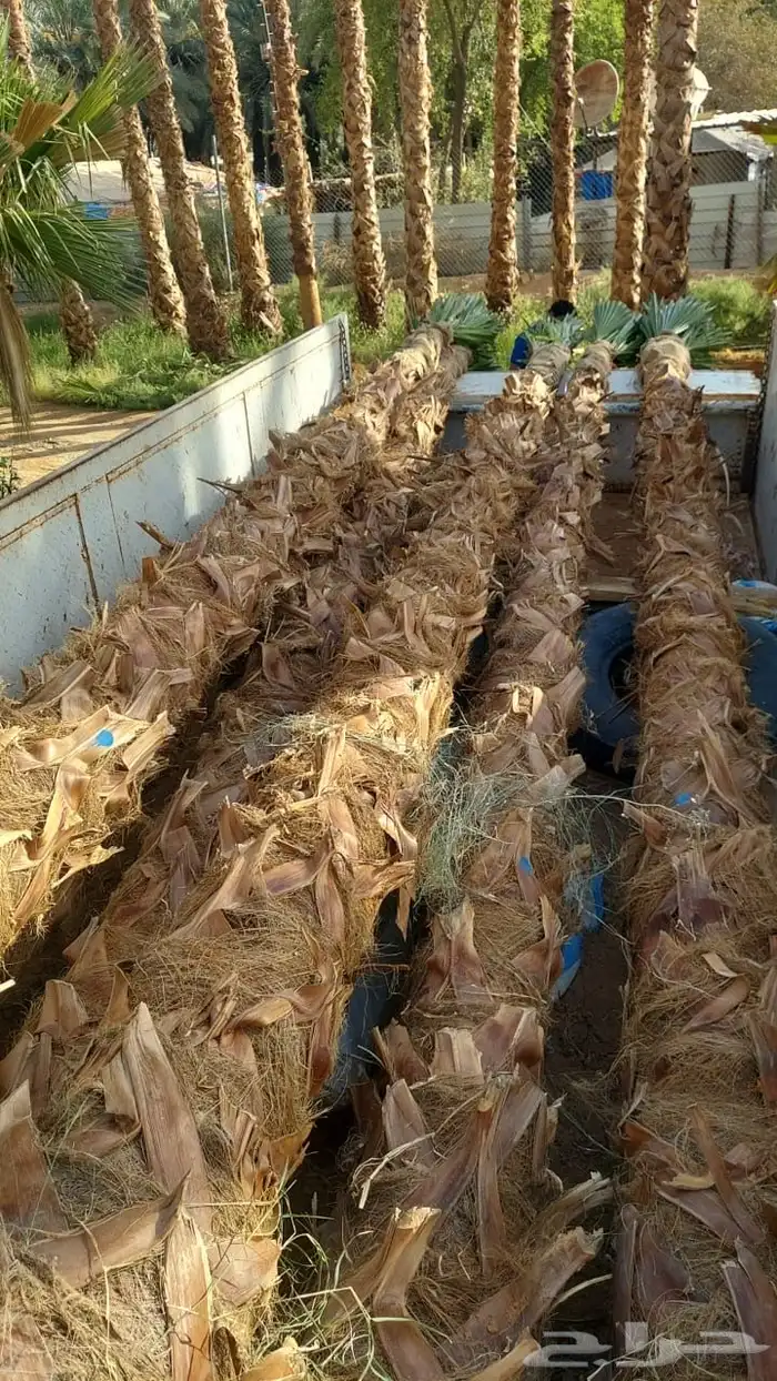 واشنطني امريكي جميع المقاصات 0