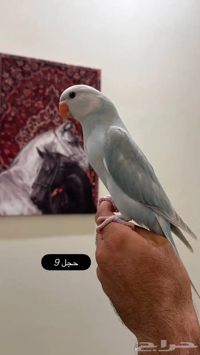 تم البيع فروخ درة هولندي ( بلد فايلوت ) 3