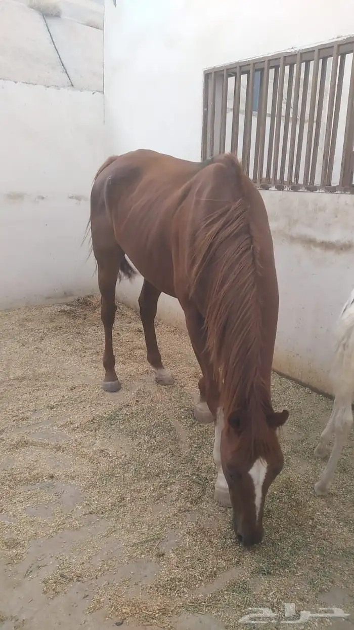 مجموعة خيول للبيع 1