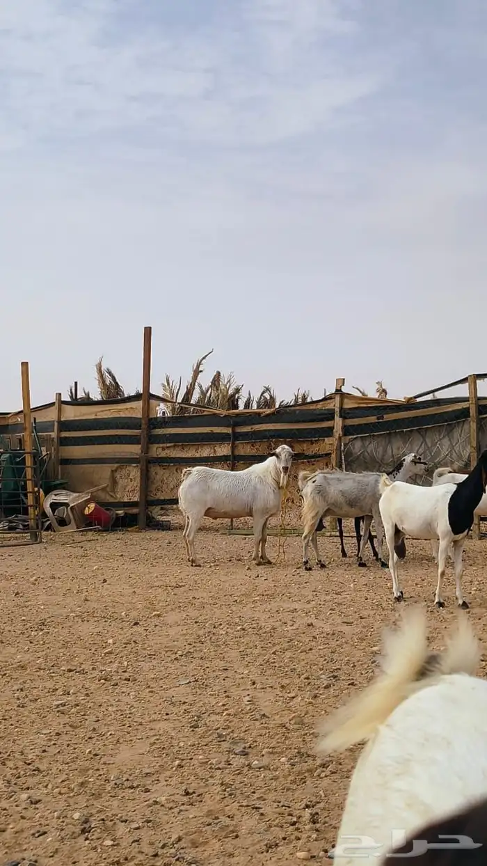 فحل جنوبي ابرص شرط القريع 2