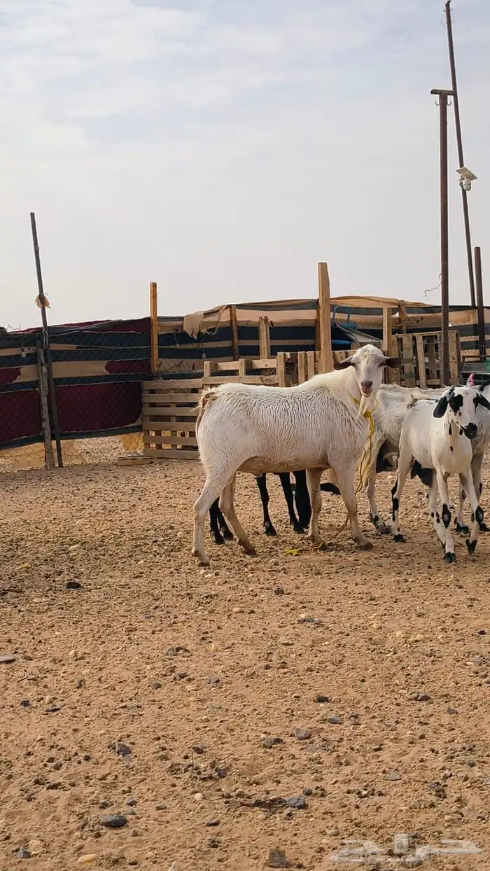 فحل جنوبي ابرص شرط القريع 0