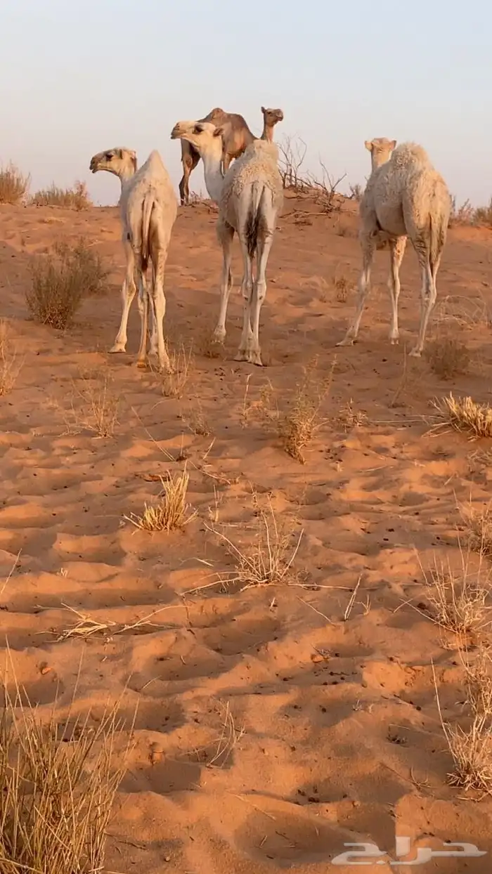 عمره 4 شهو 0