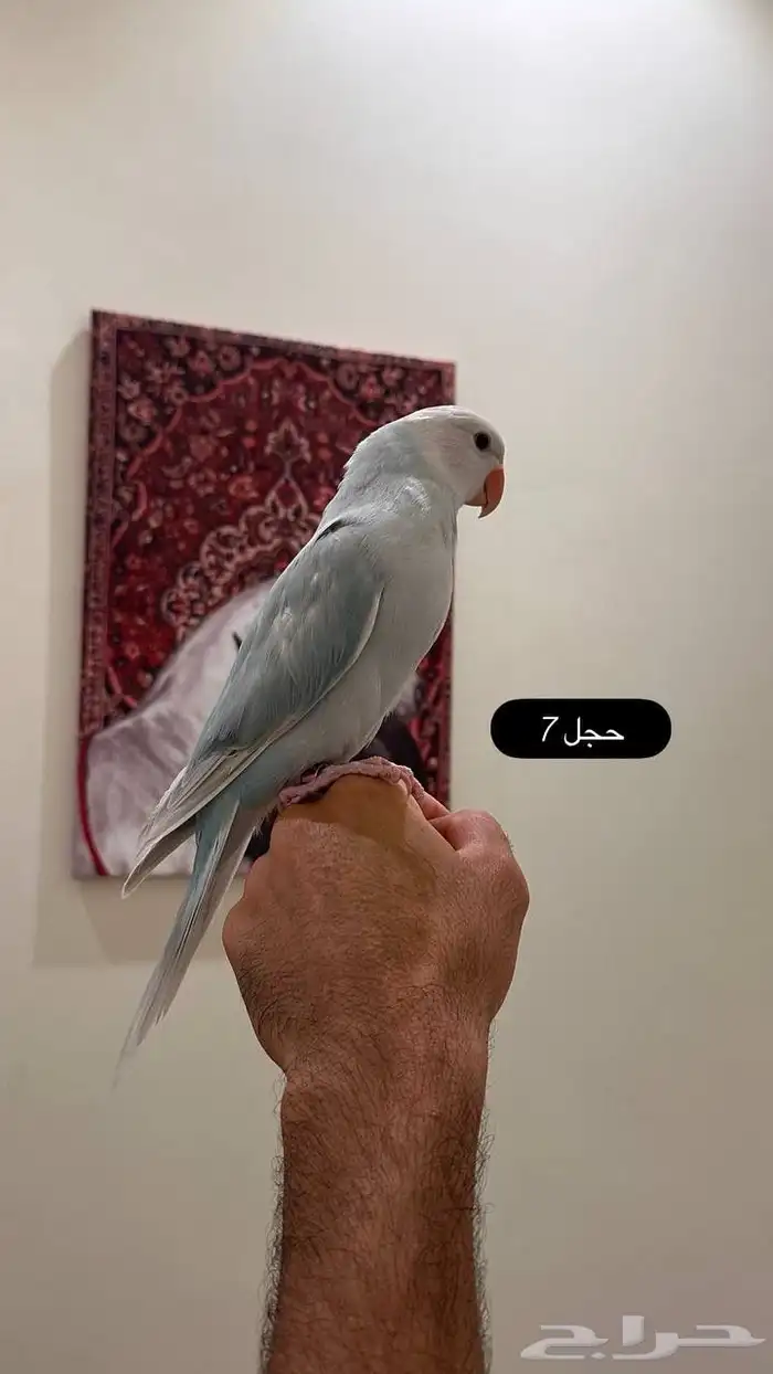 تم البيع فروخ درة هولندي ( بلد فايلوت ) 1