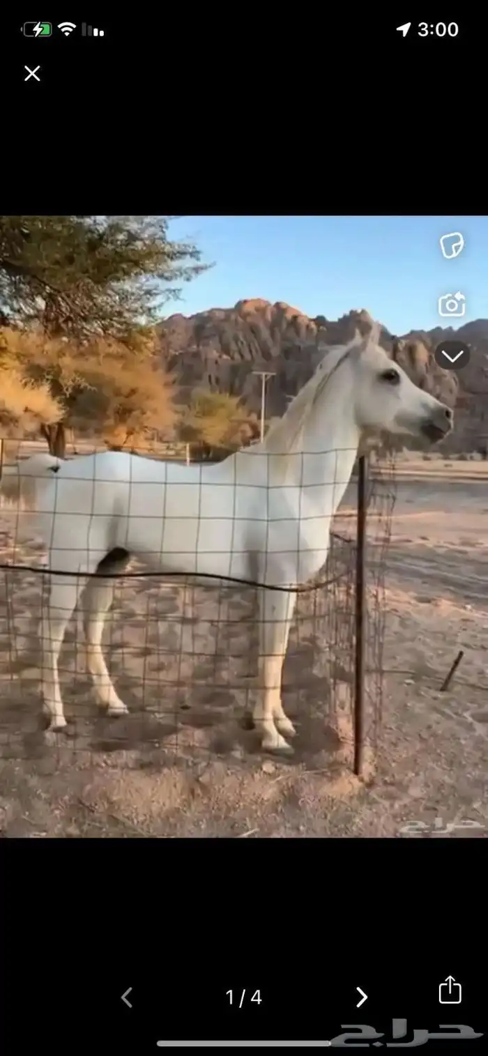 خيل للبيع عمره سبع سنين وطوله سبع ونص وسليم ع الشرط السوم 1