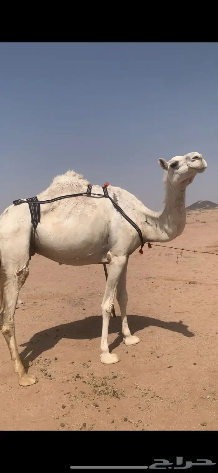 لبيع لقحه وضحى 0