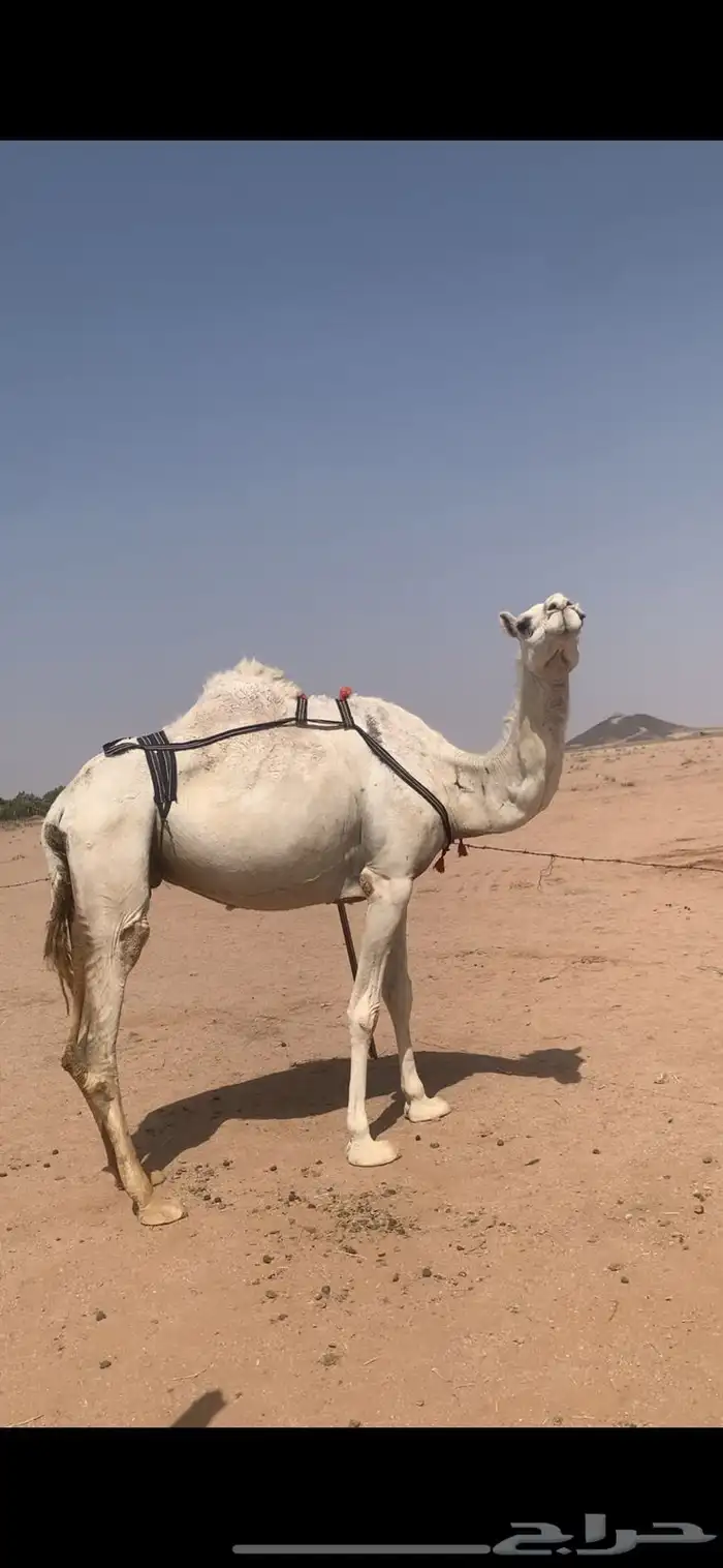 لبيع لقحه وضحى 2