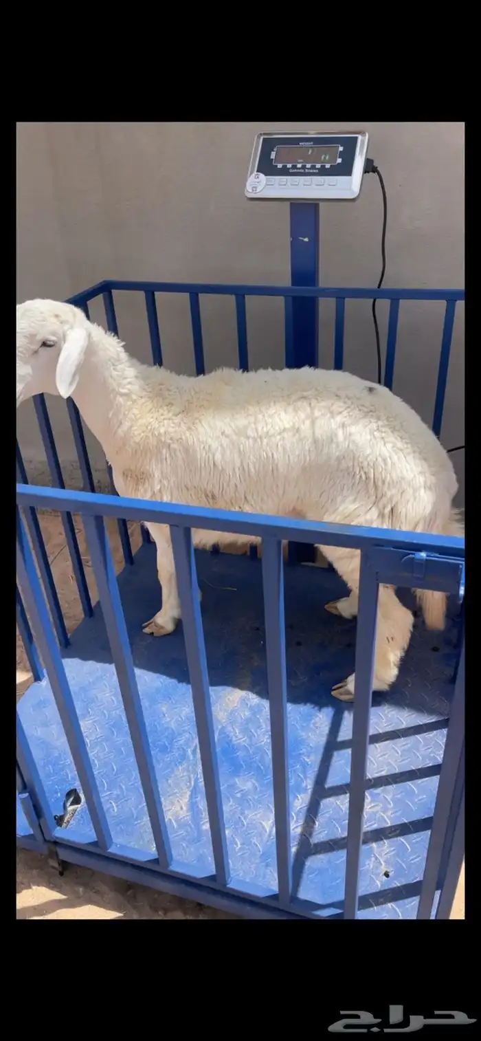 ذبايح نعيم وحري بلدي متوفر تمارا 100 تقييم 8