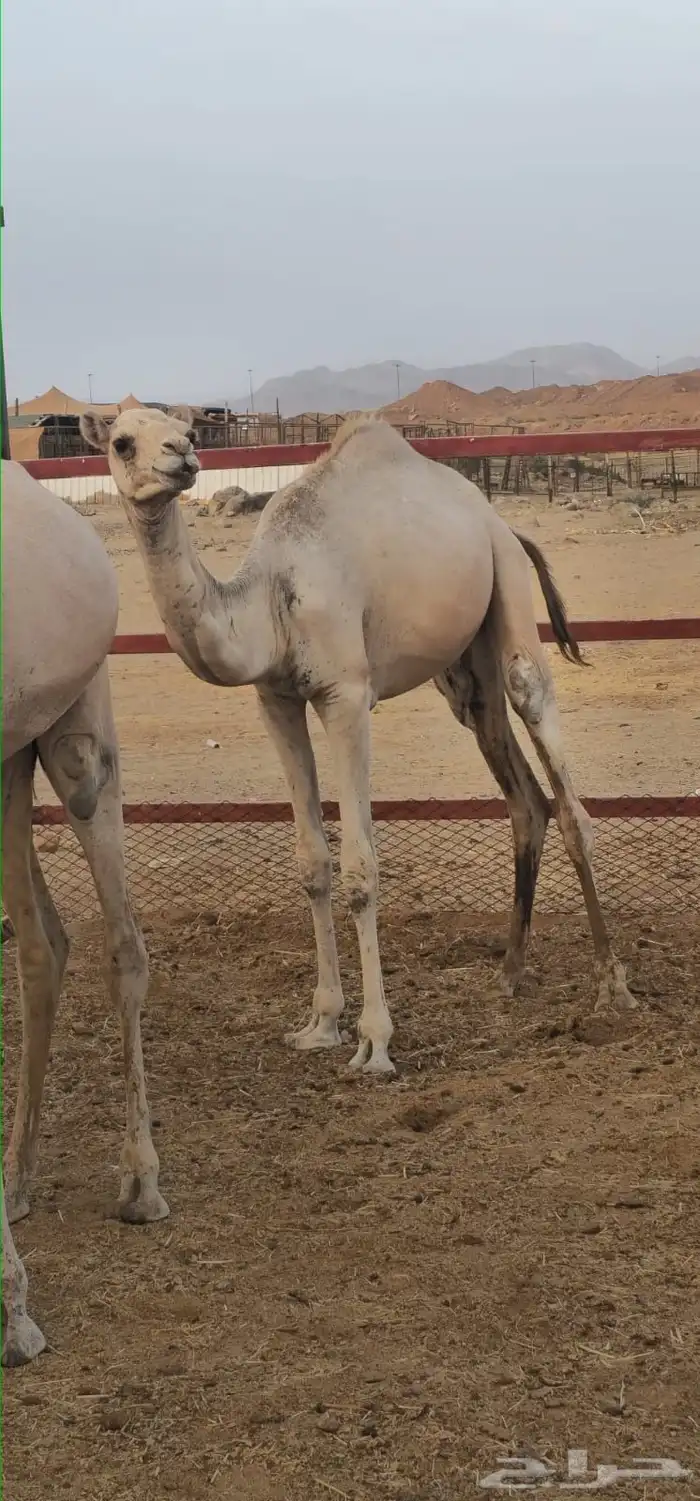 قعود وبكره 1