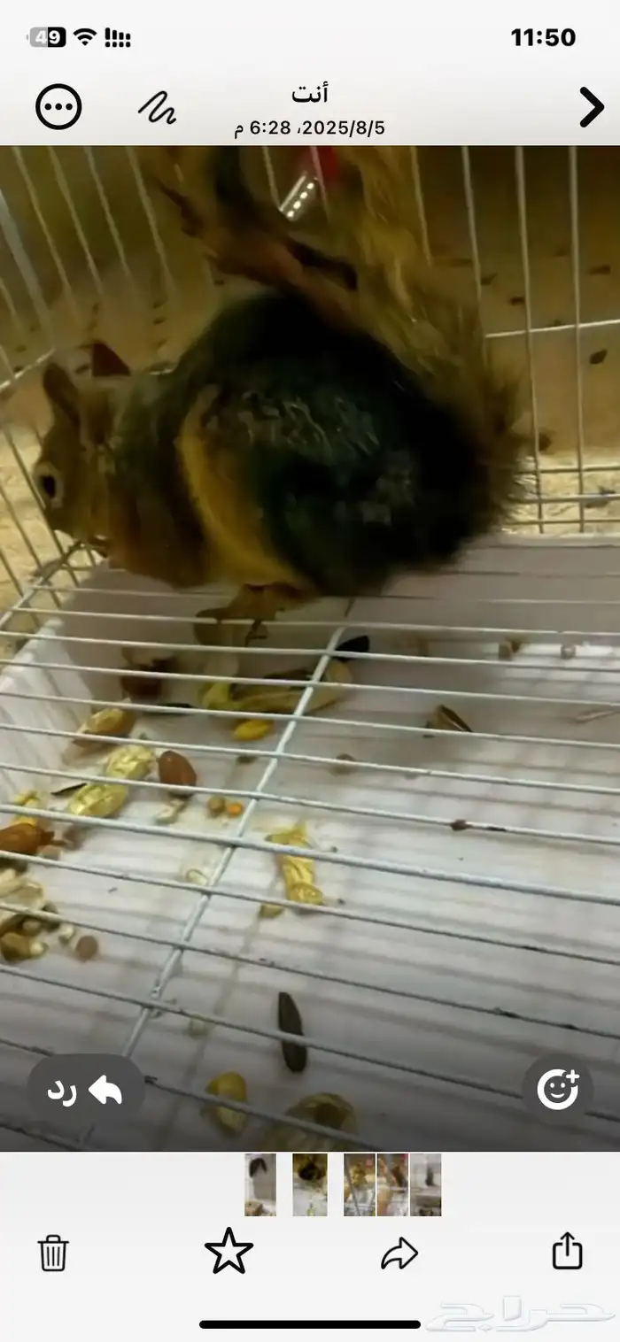 سنجاب سوري ذكر 2