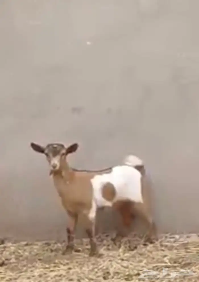 جفره قزميه 3