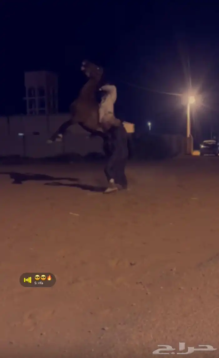 البيع حصان أنجليزي 2