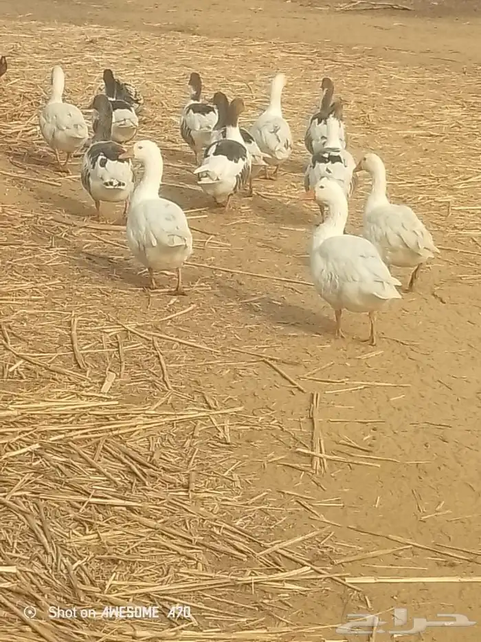 وز 12حبه 0