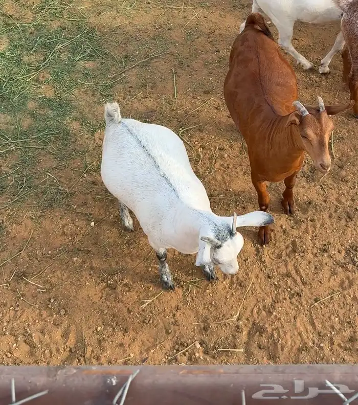ذبايح شرورة البلدي 0