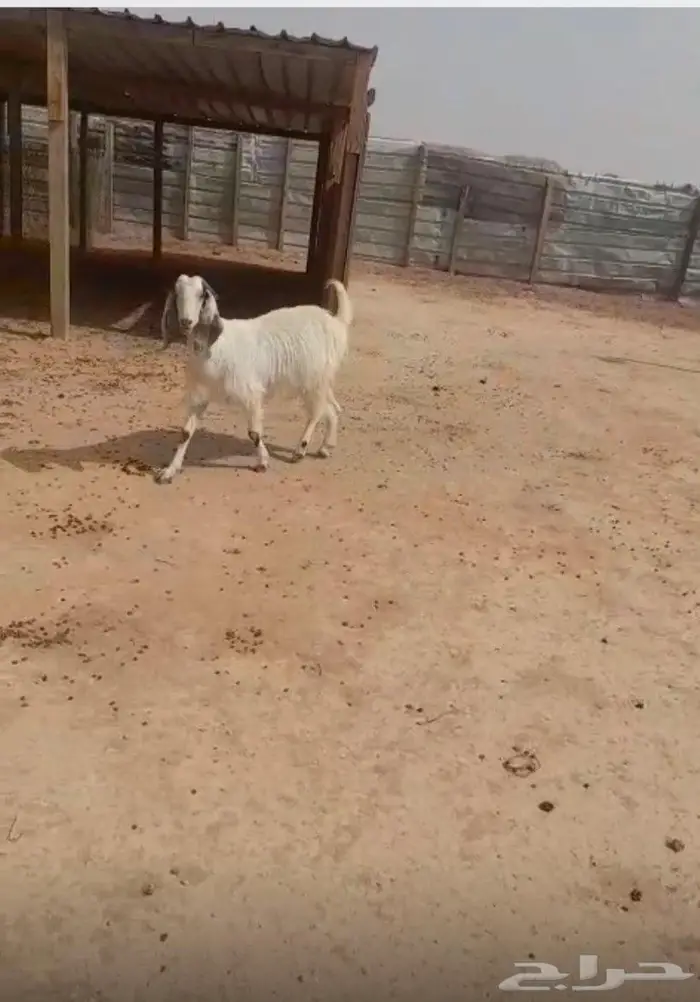 تم البيع للبيع عنز رباع حايل مقفله 0