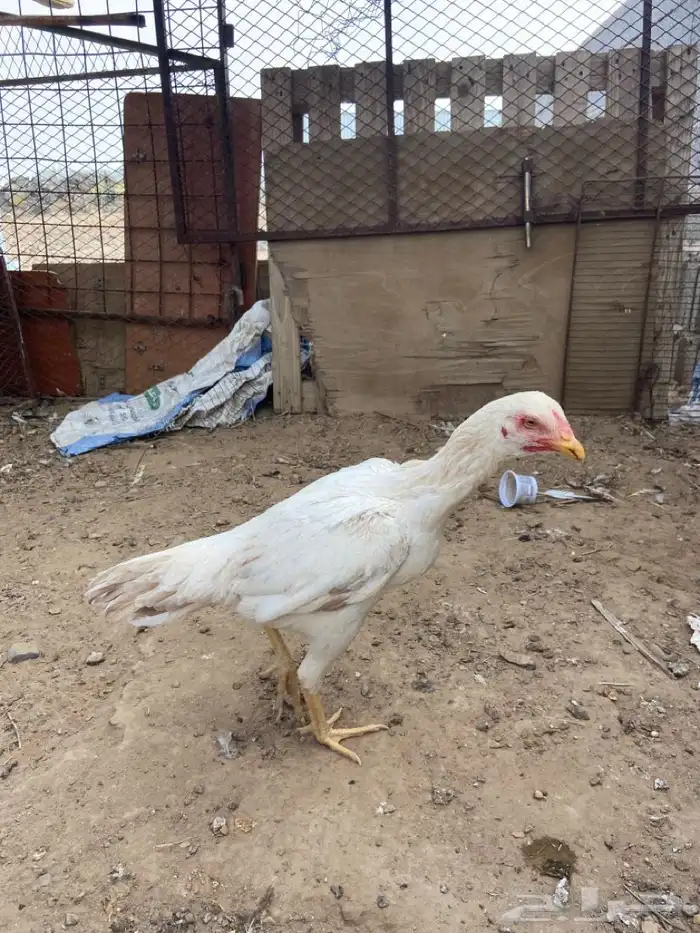 دجاجه بكستانية 0