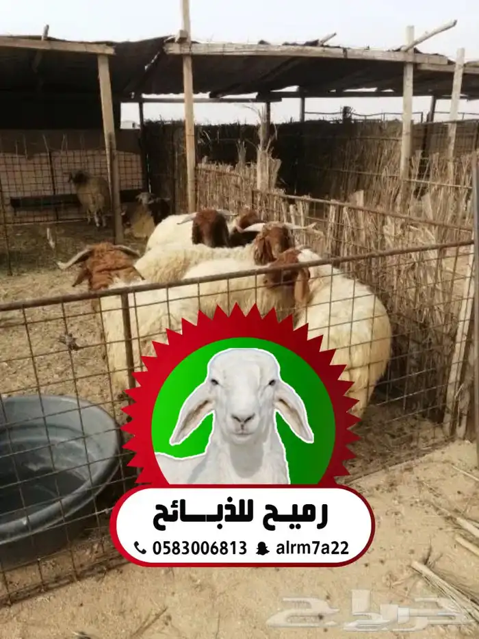 رميح للذبايح نحرص على اجود انواع الذبايح 0