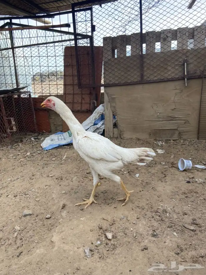 دجاجه بكستانية 1