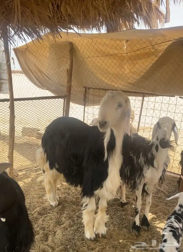 طلي كفو للبيع رقم 0