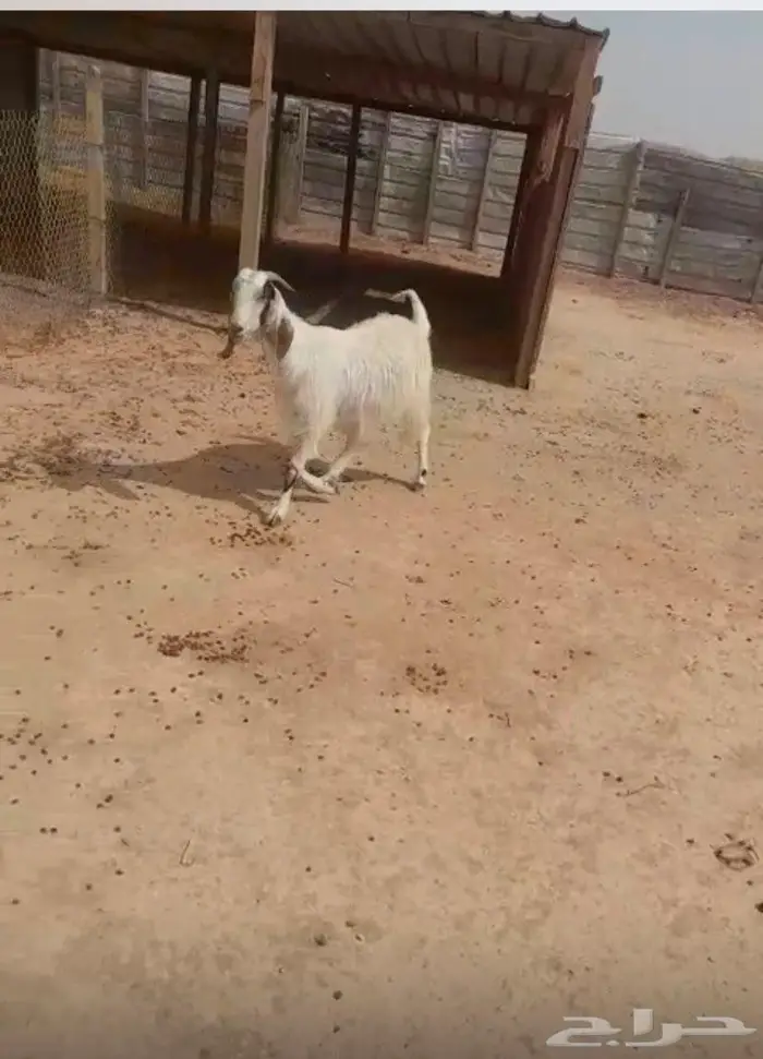 تم البيع للبيع عنز رباع حايل مقفله 1