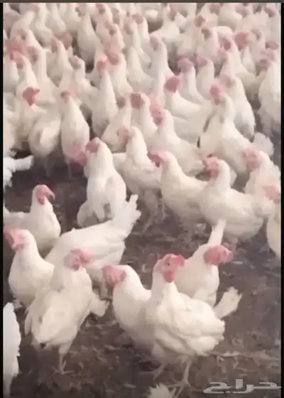 دجاج بياض ارضي 0