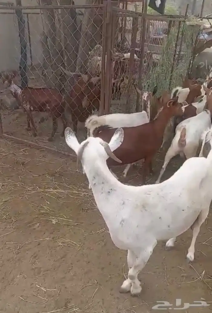 ماعز للبيع مع عيالها 3