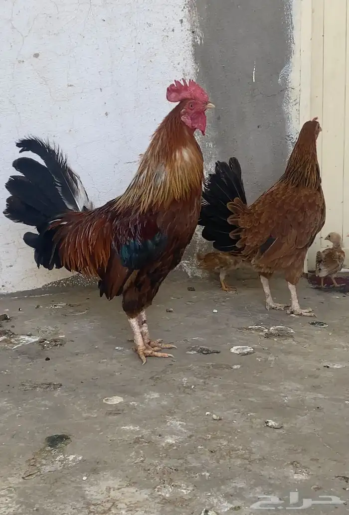 دجاج عربي اصيل 1