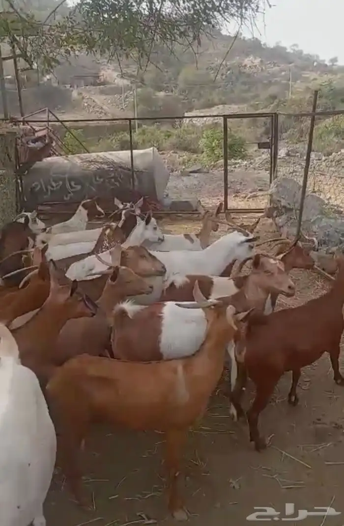 ماعز للبيع مع عيالها 4