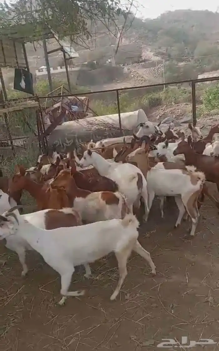 ماعز للبيع مع عيالها 1