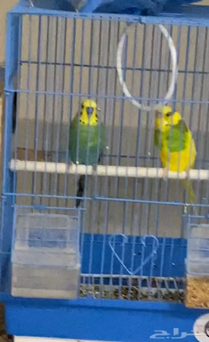 طيور الحب 0