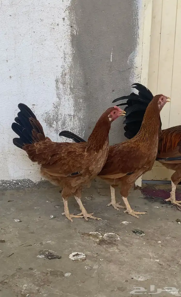 دجاج عربي اصيل 3