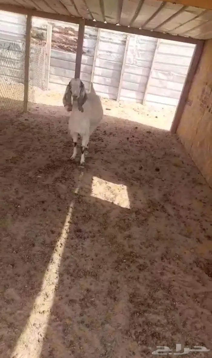 تم البيع للبيع عنز رباع حايل مقفله 2