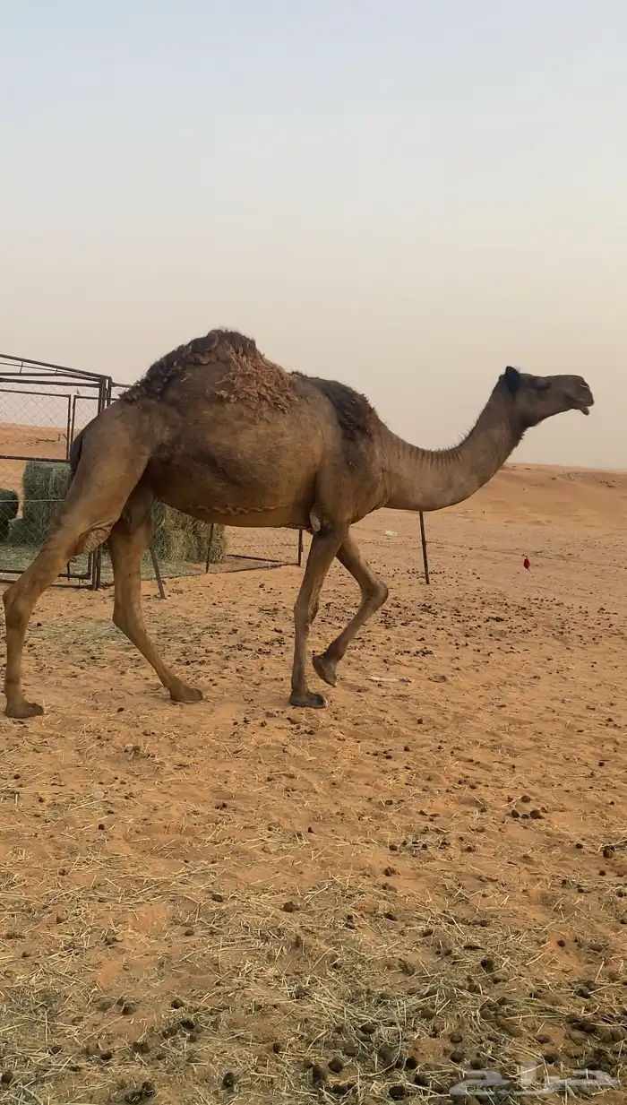 ناقه حايل 2