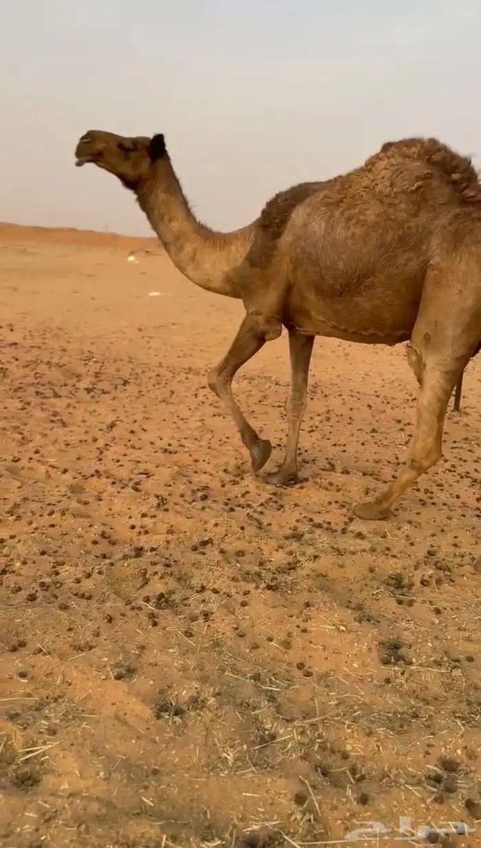 ناقه حايل 0