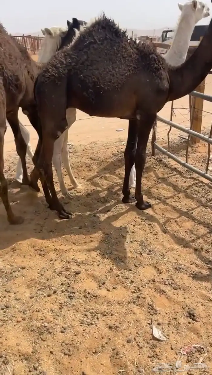 قعدان قصب 2