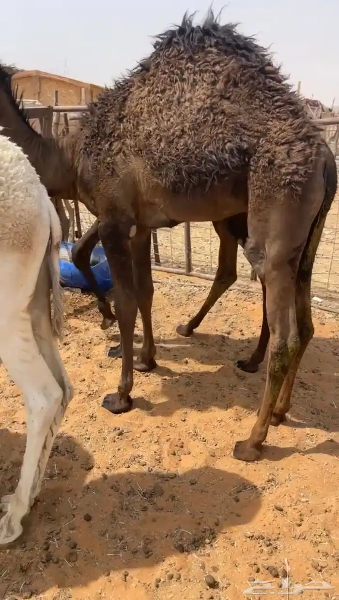 قعدان قصب 1