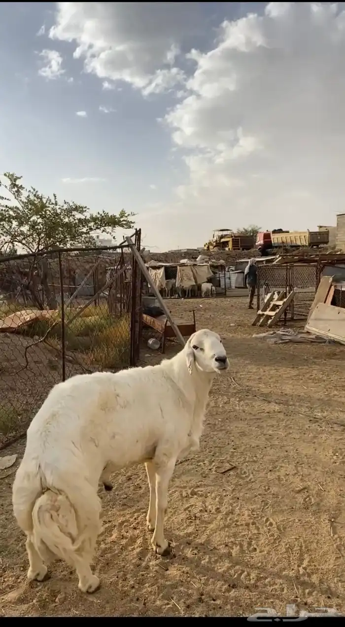 فحل غنم كفو 1