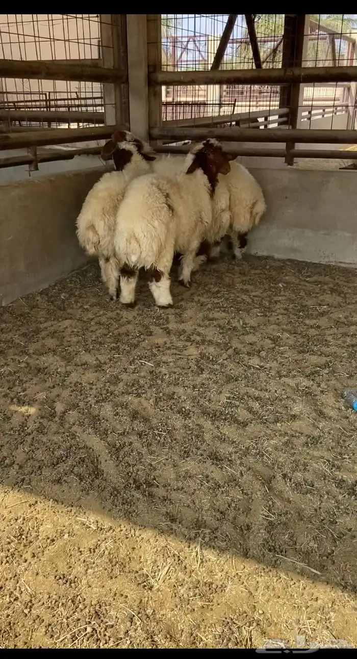 للبيع خرفان طيبه وا جبره 2
