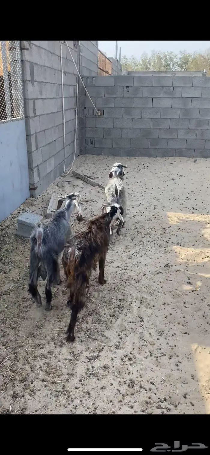 للبيع تيوس 0