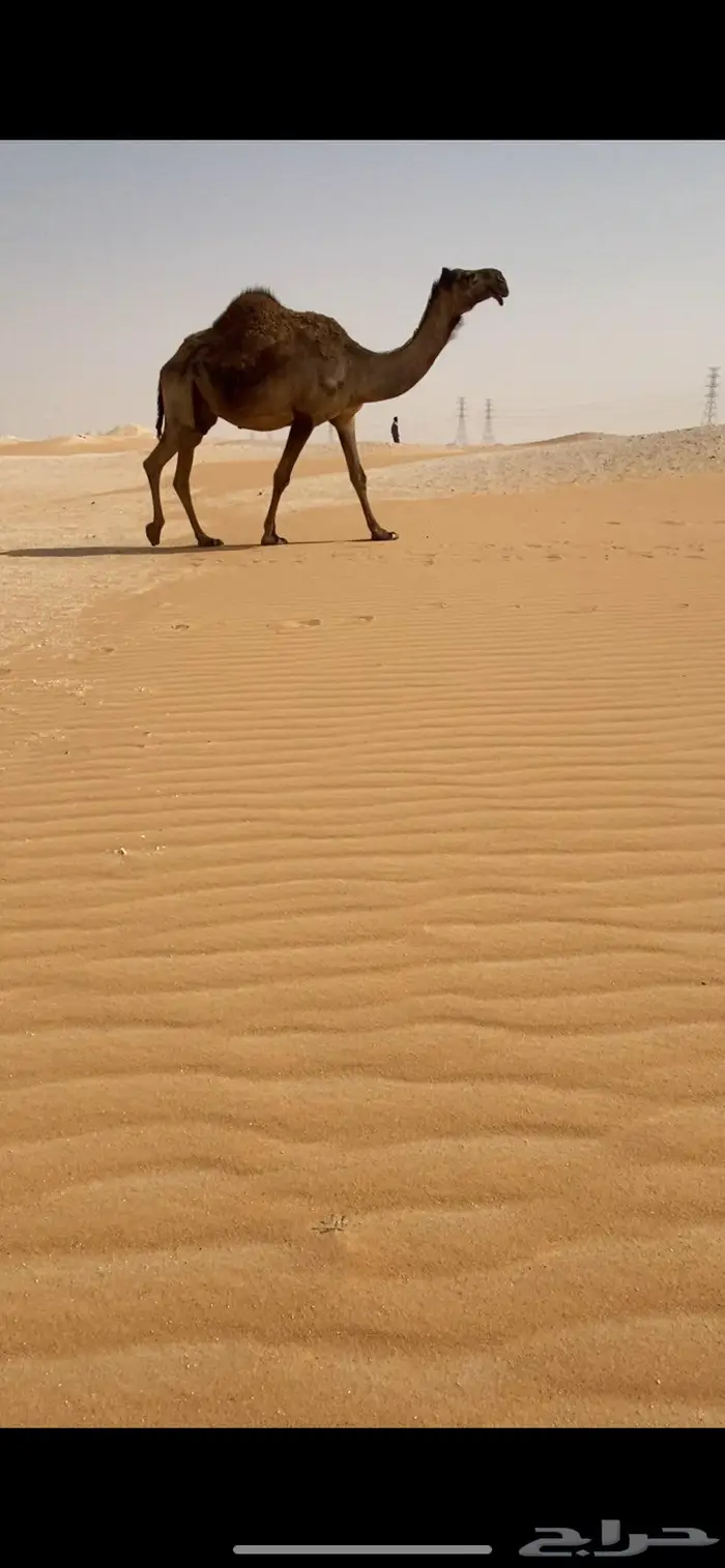 القحه على بعير منتج 0