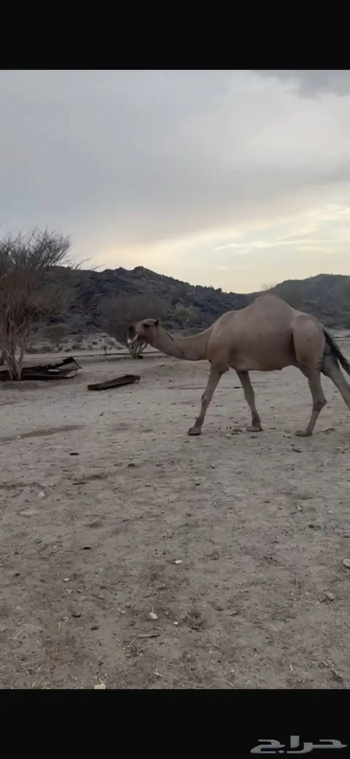 بعير للبيع 2