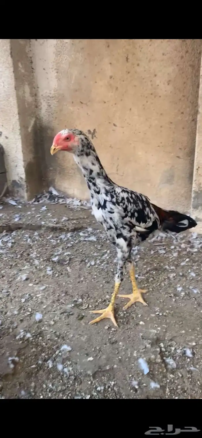 شامو الماني 6