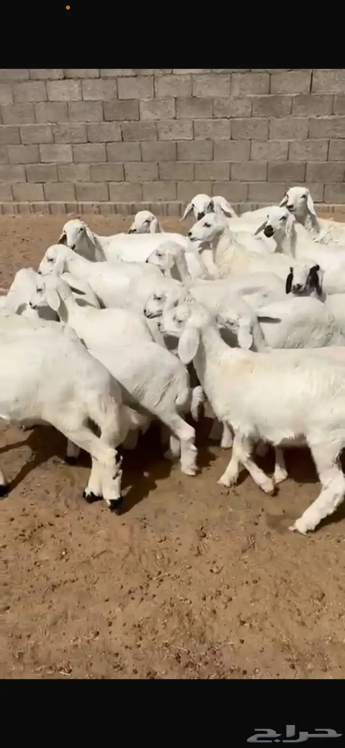 بهم كفو كفو 25 1